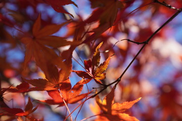 空を背景にした紅葉の木