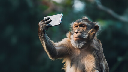 Monkey Using Smartphone in a Nature Setting Image