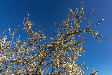 Tree with white flowers against the background of mountains and forest, blooming tree, white flowers a sign spring