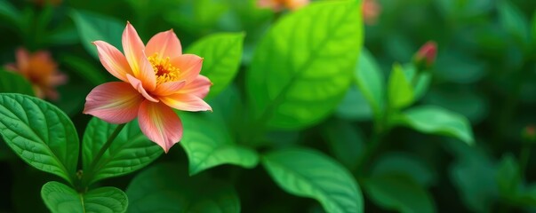 Obraz premium Lush green foliage surrounding isolated flower, verdant, leafy