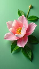 Fototapeta premium Delicate flower petals unfolding on a plain surface, leafy greens, plant, green