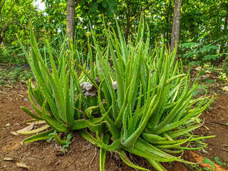 Obraz premium A group of aloe vera plants that thrive outdoors in a natural setting.
