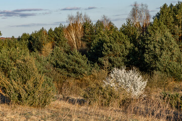 Tree with white flowers against the background of mountains and forest, blooming tree, white flowers a sign spring