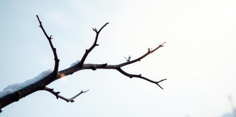 Twisted branches on white background, stretching towards light, twig, wood, snow
