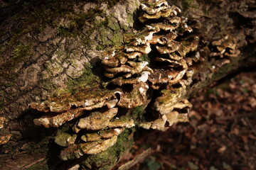 Oxyporus populinus Wild Mushrooms Fungus Forest Texture 