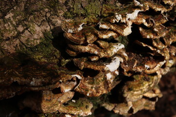Oxyporus populinus Wild Mushrooms Fungus Forest Texture 