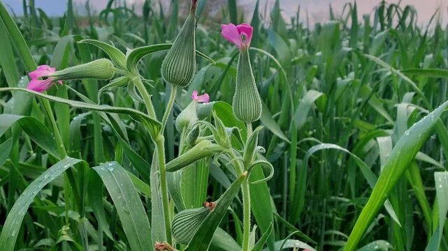 Silene conoidea, weed silene and large sand catchfly