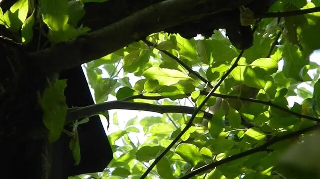 Young bird European greenfinch, Chloris chloris on branches of apple tree on summer day on June - slow motion. Topics: ornithology, natural environment, fauna, flora, nature, season