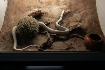 reptile terrarium with venomous snakes in it
