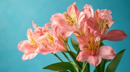 Fototapeta premium Pink Alstroemeria Bouquet Against Teal Background