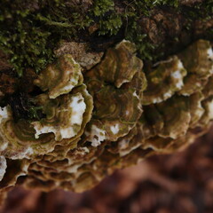 Oxyporus populinus Wild Mushrooms Fungus Forest Texture 