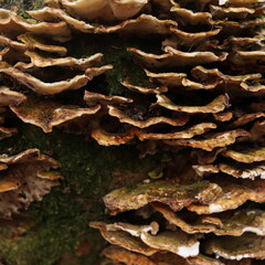 Oxyporus populinus Wild Mushrooms Fungus Forest Texture 