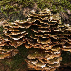 Oxyporus populinus Wild Mushrooms Fungus Forest Texture 