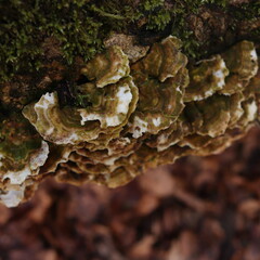 Oxyporus populinus Wild Mushrooms Fungus Forest Texture 