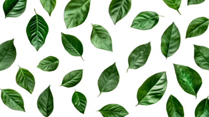 Fresh green leaves randomly arranged on a black background, cut out transparent