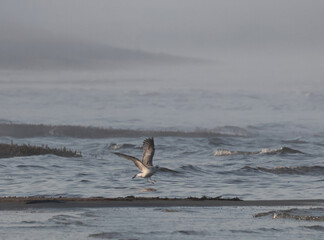 seagull on the beach
