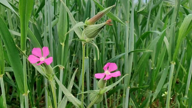 Silene conoidea, weed silene and large sand catchfly