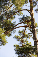 A Majestic View of Pine Tree Branches Reaching Towards the Clear Blue Sky in a Serene Natural Environment Showcasing Nature's Beauty and Tranquility