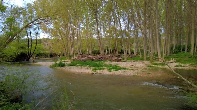River flowing through lush green forest in spring