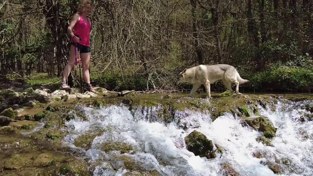 Woman encouraging her dog crossing a stream in the forest