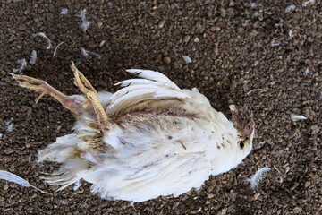 Dead chicken lying on the ground in a farm setting