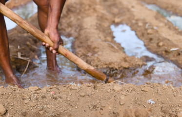 Gardener working in flooded vegetable fields during spring