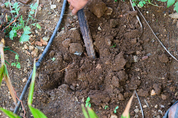 Gardener using a tool to dig in fertile soil for planting