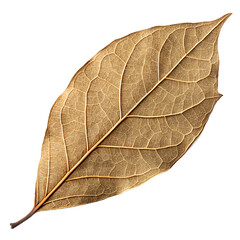 Dried Bay Leaf PNG – Culinary Herb Isolated on Transparent Background for Spice Packaging and Kitchen Design