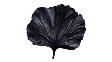Dark moody leaf detail on black backdrop, cut out transparent