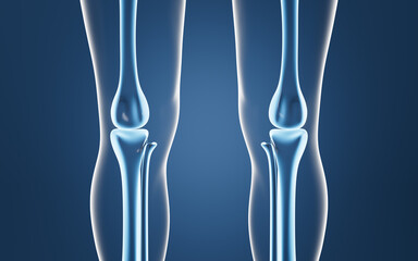Human kneecap model, Biological and medical concepts, 3d rendering.