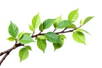 Fototapeta premium Twisted branch with leaves isolated on white background, foliage, nature