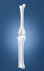 Human kneecap model, Biological and medical concepts, 3d rendering.