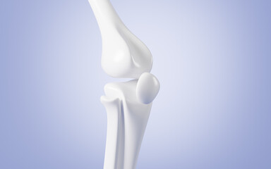 Human kneecap model, Biological and medical concepts, 3d rendering.