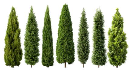Conical evergreen tree assortment, variety of textures, isolated, cut out transparent