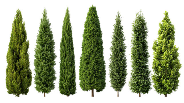 Conical evergreen tree assortment, variety of textures, isolated, cut out transparent