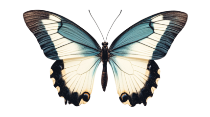 Butterfly with blue wings and black stripes, cut out transparent