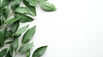 Obraz premium Fresh leaves against white backdrop, natural design element for organic product promotions