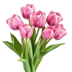 Fototapeta premium Pink Tulip Bouquet on transparent background