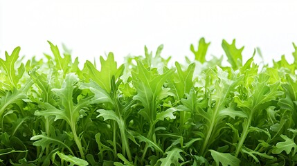 Obraz premium Fresh green arugula leaves, studio shot, white background, healthy food