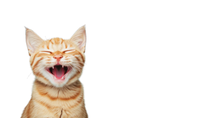 a cheerful orange tabby cat with its mouth open in a joyful yawn