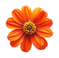 Vibrant orange flower blooming nature bright floral isolated on transparent background, png