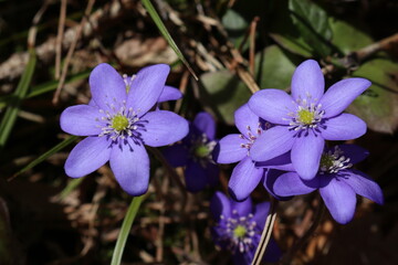 Hepatica in April