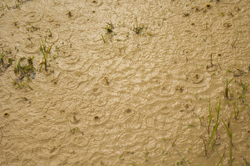 gocce di pioggia di un temporale che cadono sulla superficie di una pozzanghera di acqua e fango