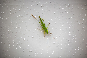 vista macro di una cavalletta verde, su un muro bianco, bagnato da gocce d'acqua