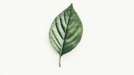 Fototapeta premium Single leaf on white background, natural beauty, still life photography, use in nature, health, or environmental projects