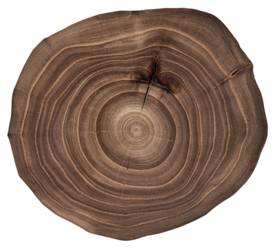 old wooden texture. Wood growth rings. Wood cross section texture background. Elm wood texture background.