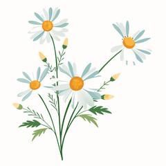 White daisies, a floral spring beauty