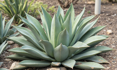 Obraz premium Agave, Desert, Plant: Agave plant grows in dry soil, daytime, planted to conserve water in drought.