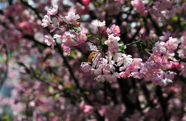 cherry blossom in spring, closeup of beautiful pink flowers