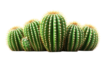 Group of Golden Barrel Cacti on black, cut out transparent